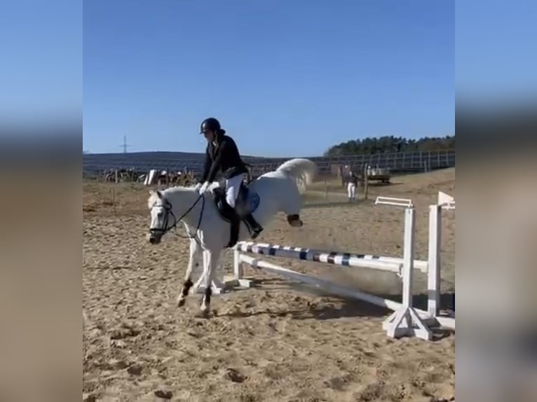 Kuc walijski sekcji C Klacz 17 lat 134 cm Siwa in Papenhagen