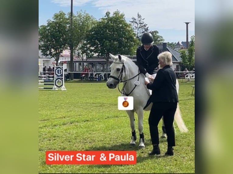 Kuc walijski sekcji C Klacz 18 lat 134 cm in Papenhagen