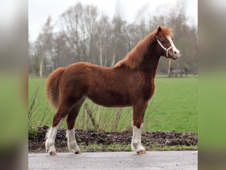 Kuc walijski sekcji C Klacz 1 Rok 130 cm  in Hengelo (Gld)