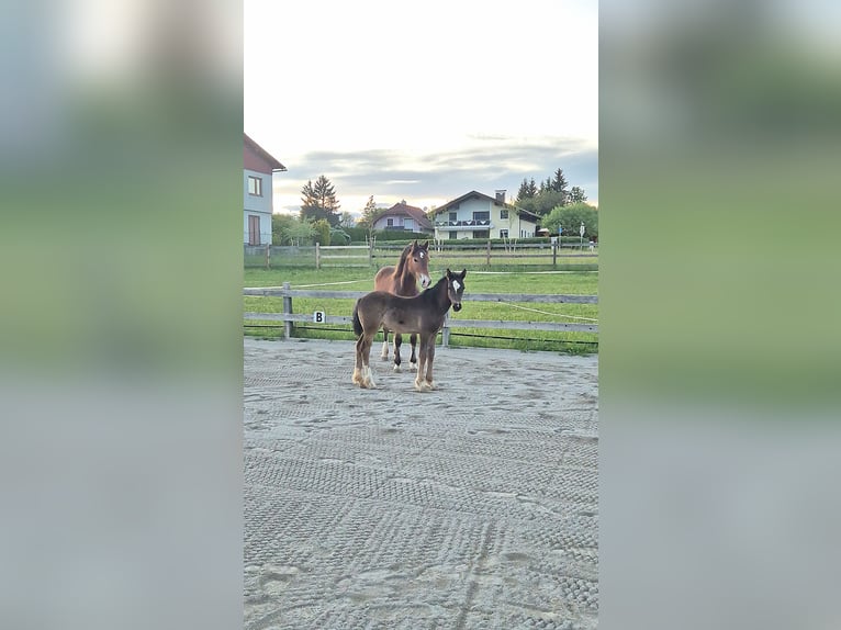 Kuc walijski sekcji C Klacz 1 Rok 143 cm Gniada in Drobollach