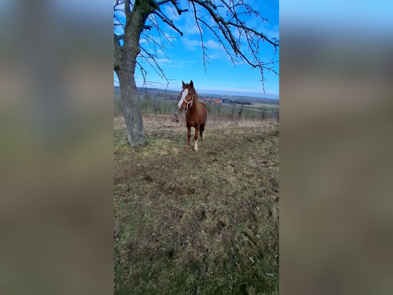 Kuc walijski sekcji C Klacz 2 lat 132 cm Kasztanowata in Freyburg