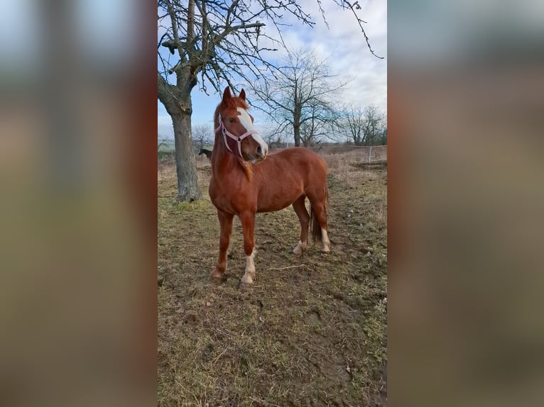 Kuc walijski sekcji C Klacz 2 lat 132 cm Kasztanowata in Freyburg