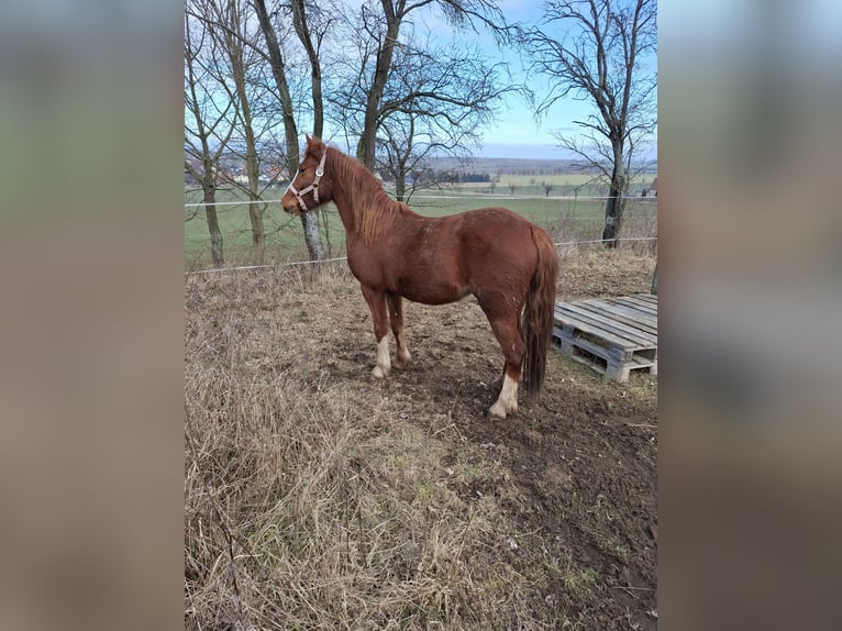 Kuc walijski sekcji C Klacz 2 lat 132 cm Kasztanowata in Freyburg