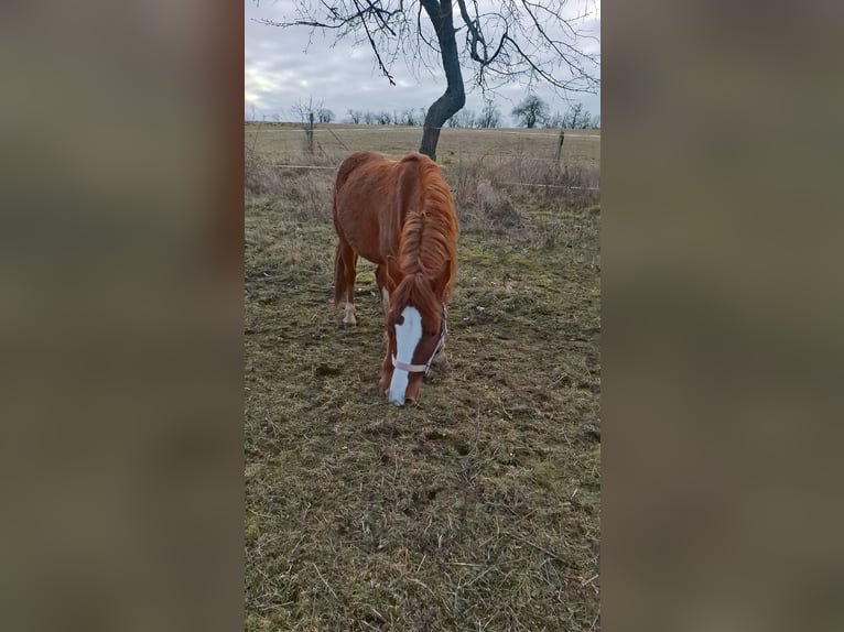 Kuc walijski sekcji C Klacz 2 lat 132 cm Kasztanowata in Freyburg