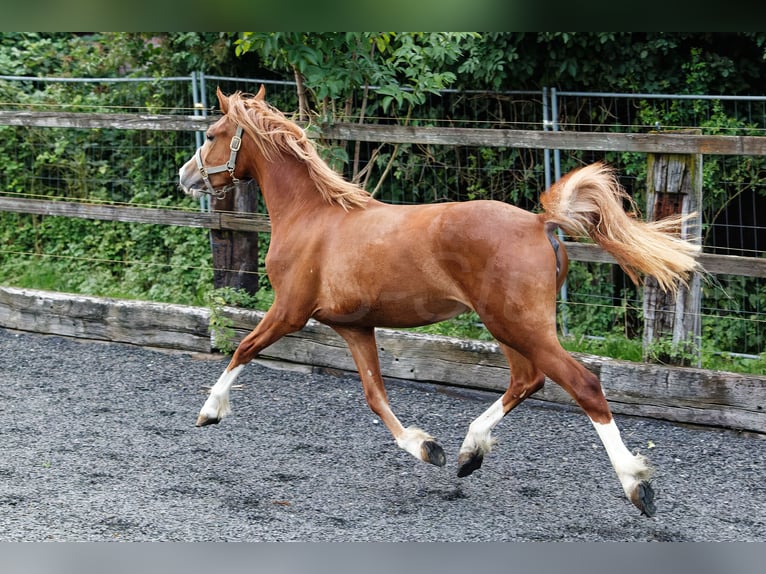 Kuc walijski sekcji C Klacz 2 lat 135 cm Kasztanowata in Meerbusch