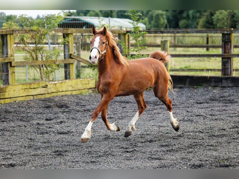 Kuc walijski sekcji C Klacz 2 lat 135 cm Kasztanowata in Meerbusch