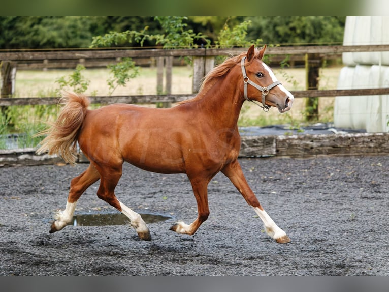 Kuc walijski sekcji C Klacz 2 lat 135 cm Kasztanowata in Meerbusch