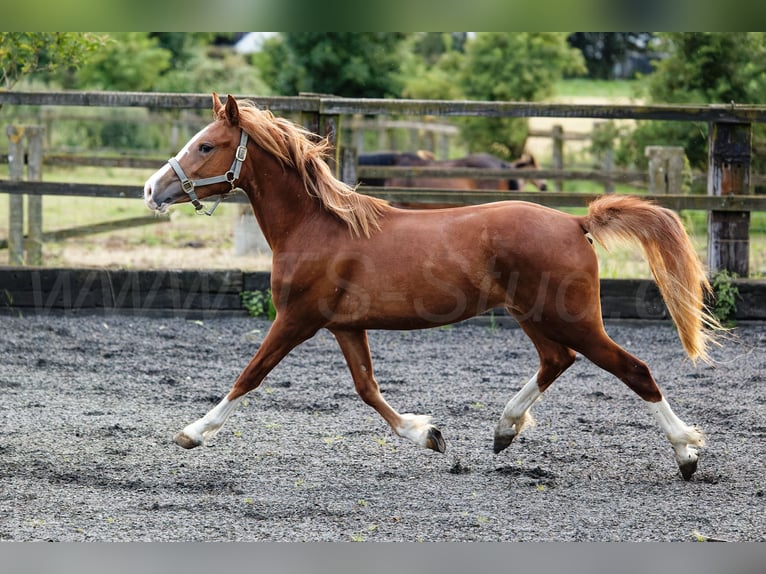 Kuc walijski sekcji C Klacz 2 lat 135 cm Kasztanowata in Meerbusch