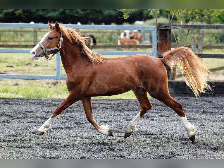 Kuc walijski sekcji C Klacz 2 lat 135 cm Kasztanowata in Meerbusch