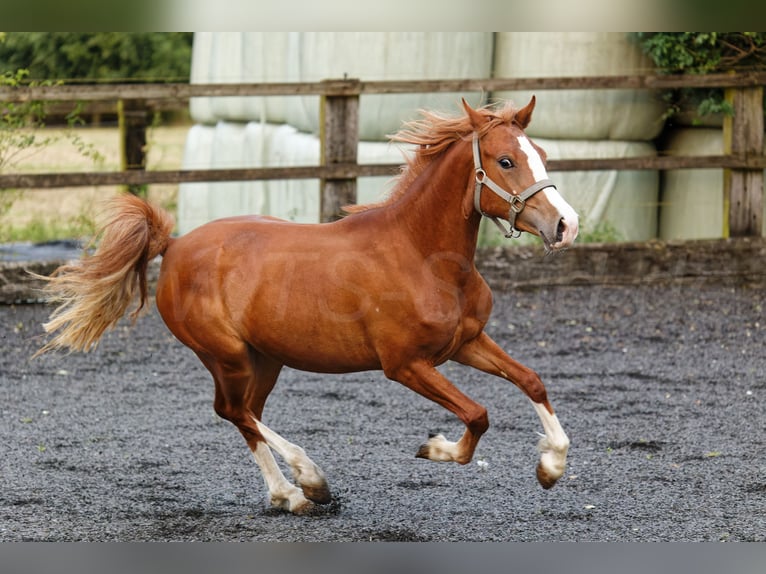 Kuc walijski sekcji C Klacz 2 lat 135 cm Kasztanowata in Meerbusch