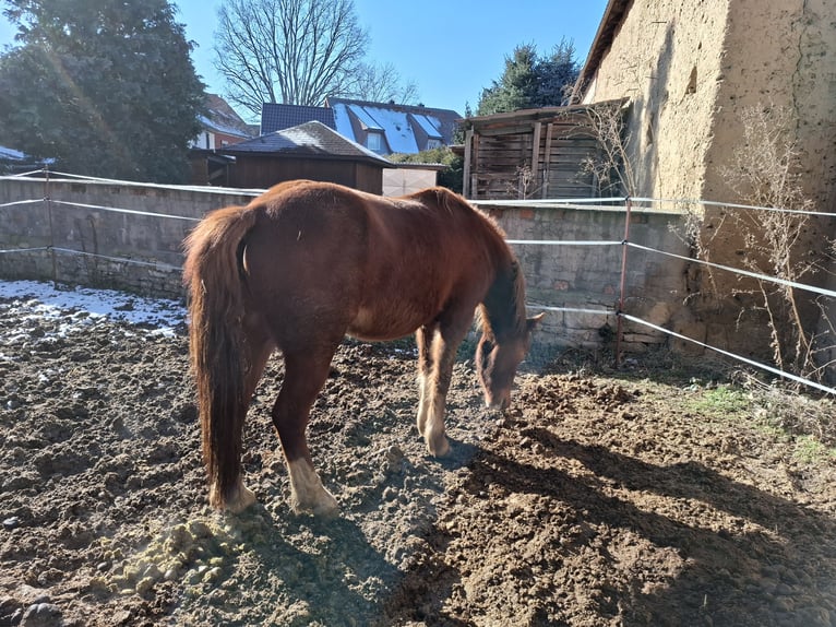 Kuc walijski sekcji C Klacz 2 lat 137 cm Kasztanowata in Freyburg