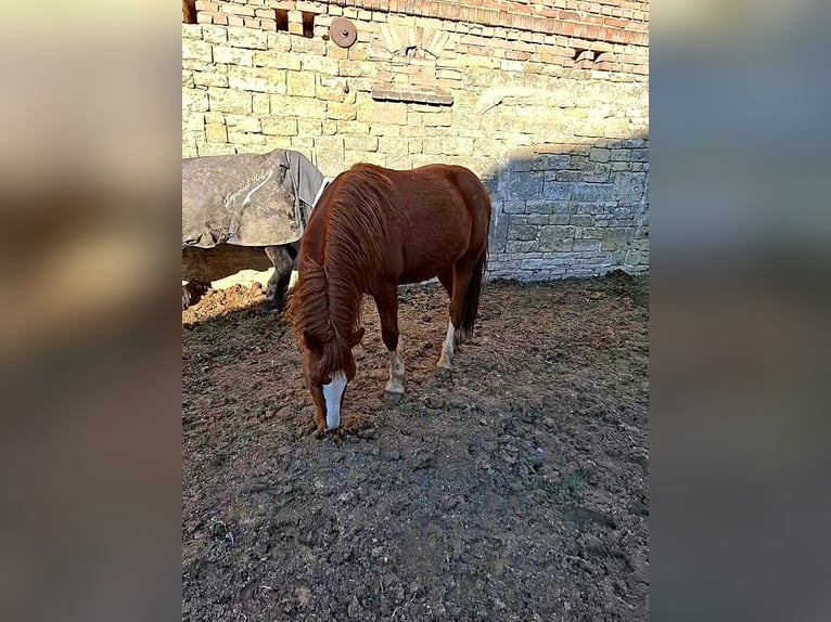 Kuc walijski sekcji C Klacz 2 lat 137 cm Kasztanowata in Freyburg