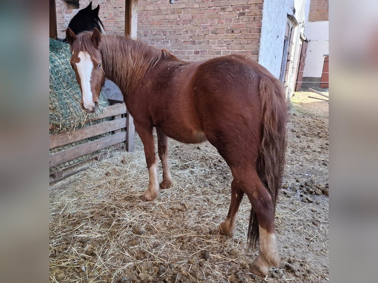 Kuc walijski sekcji C Klacz 2 lat 137 cm Kasztanowata in Freyburg