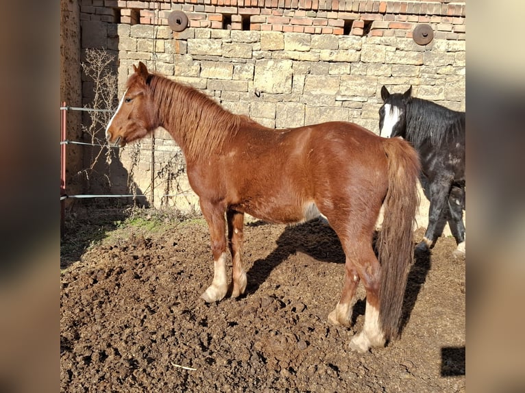 Kuc walijski sekcji C Klacz 2 lat 137 cm Kasztanowata in Freyburg