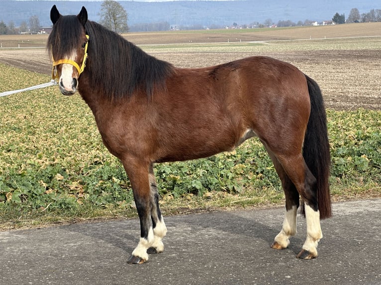 Kuc walijski sekcji C Klacz 3 lat 122 cm Gniada in Riedlingen