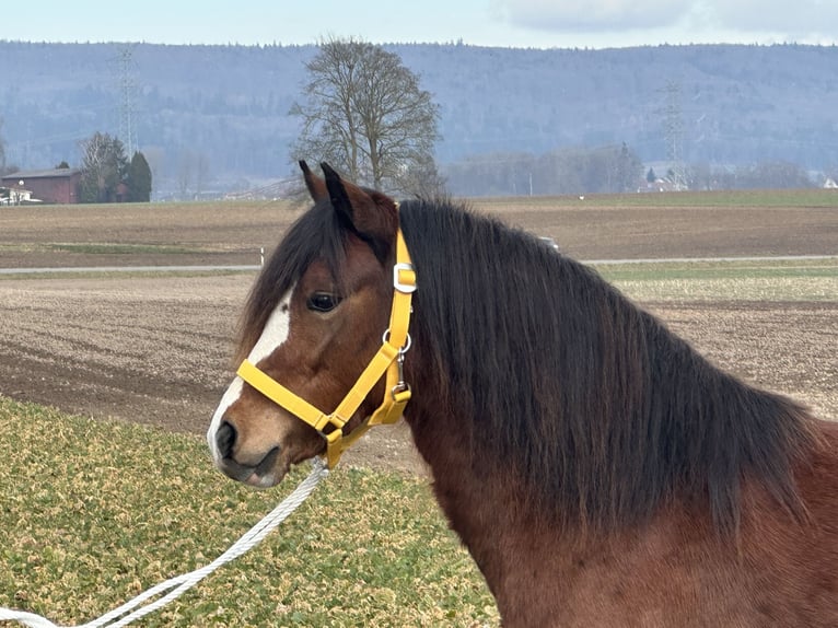 Kuc walijski sekcji C Klacz 3 lat 122 cm Gniada in Riedlingen