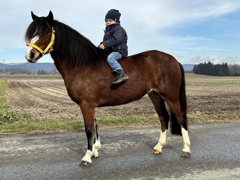 Kuc walijski sekcji C Klacz 3 lat 122 cm Gniada in Riedlingen