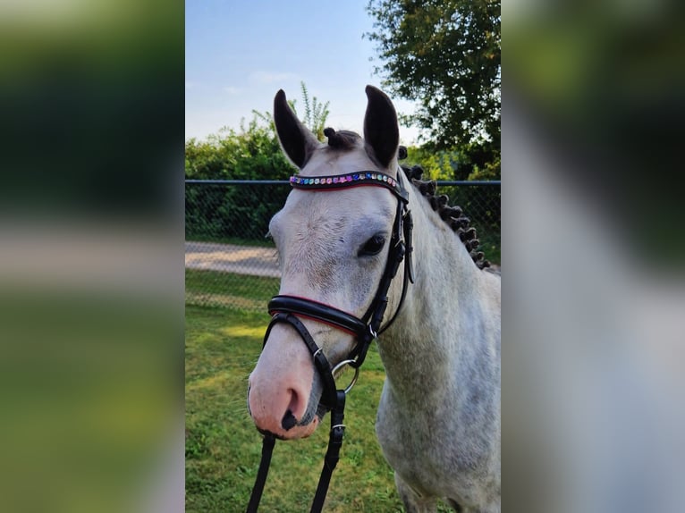 Kuc walijski sekcji C Klacz 3 lat 130 cm Siwa in Wellerlooi