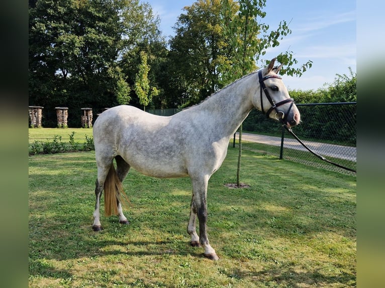 Kuc walijski sekcji C Klacz 3 lat 130 cm Siwa in Wellerlooi