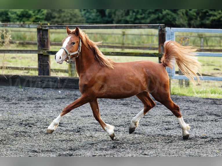 Kuc walijski sekcji C Klacz 3 lat 135 cm Kasztanowata in Meerbusch