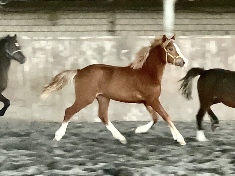 Kuc walijski sekcji C Klacz 3 lat 135 cm Kasztanowata in Meerbusch