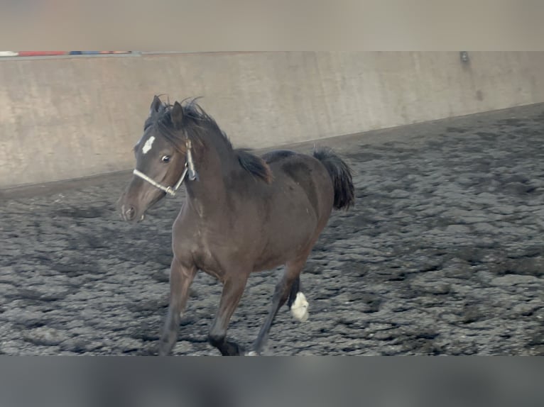 Kuc walijski sekcji C Klacz 3 lat 135 cm Skarogniada in Meerbusch