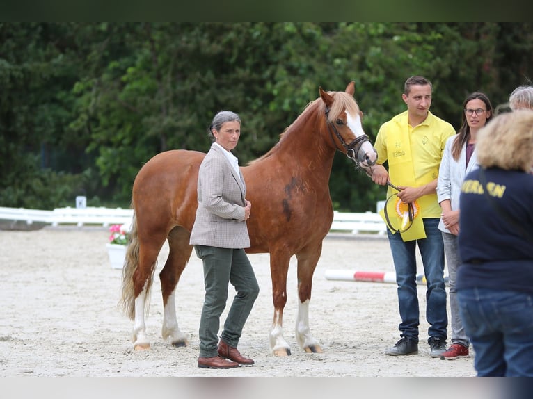 Kuc walijski sekcji C Klacz 3 lat 140 cm Kasztanowata in Wildeshausen