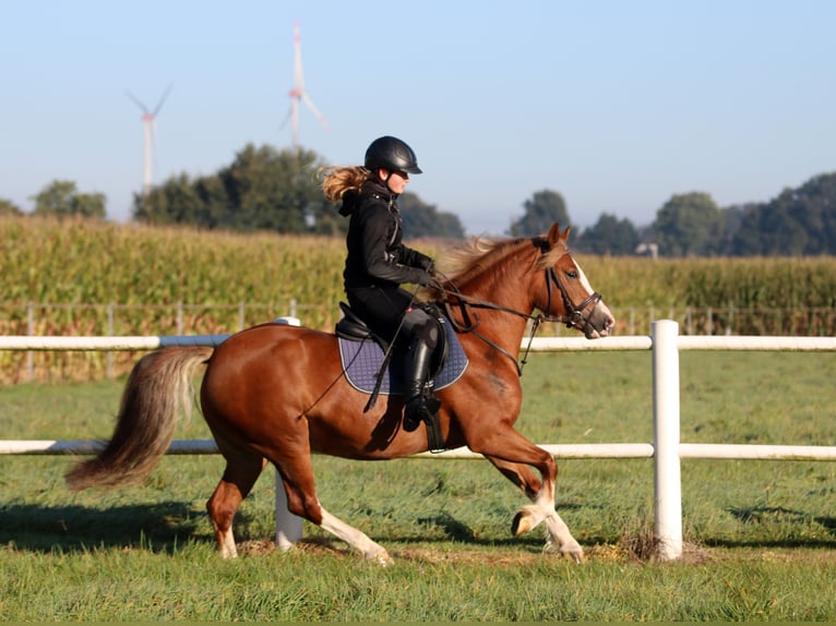 Kuc walijski sekcji C Klacz 3 lat 140 cm Kasztanowata in Wildeshausen