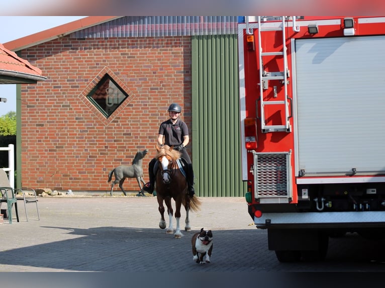 Kuc walijski sekcji C Klacz 3 lat 140 cm Kasztanowata in Wildeshausen