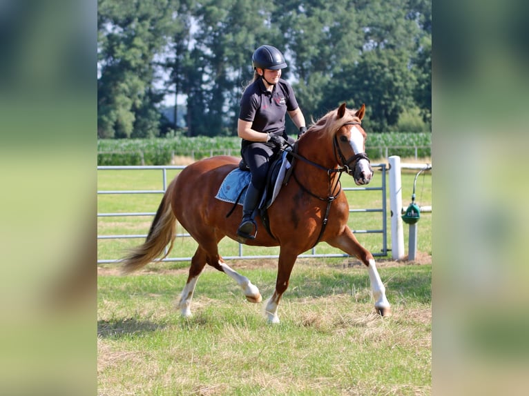 Kuc walijski sekcji C Klacz 3 lat 140 cm Kasztanowata in Wildeshausen