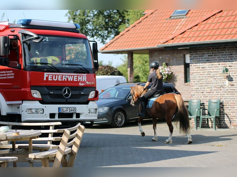 Kuc walijski sekcji C Klacz 3 lat 140 cm Kasztanowata in Wildeshausen