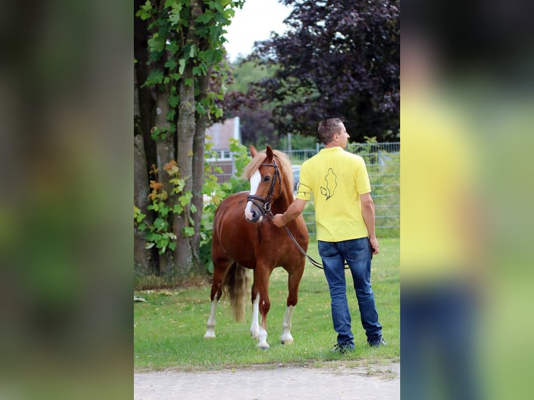 Kuc walijski sekcji C Klacz 3 lat 140 cm Kasztanowata in Wildeshausen