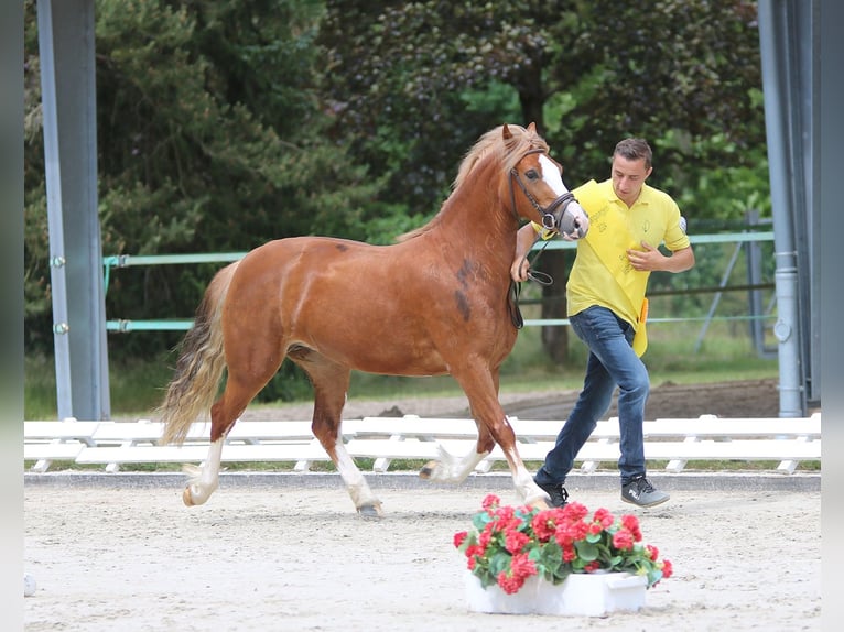 Kuc walijski sekcji C Klacz 3 lat 140 cm Kasztanowata in Wildeshausen