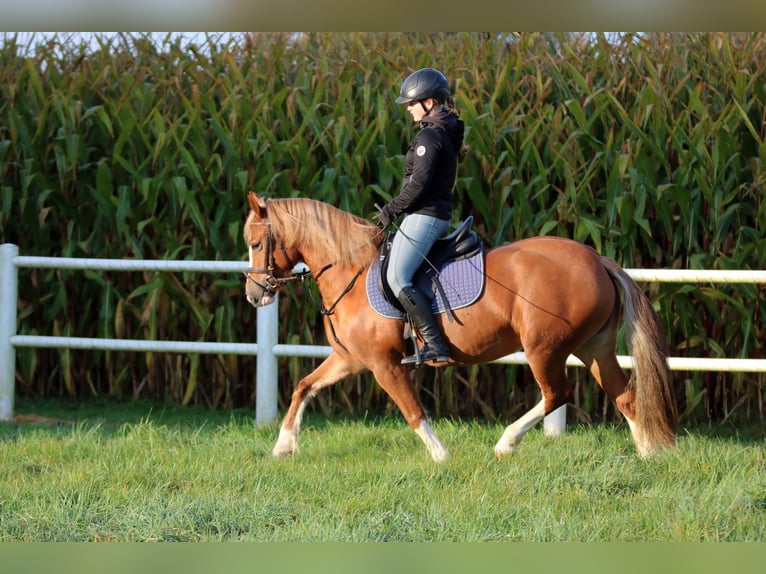 Kuc walijski sekcji C Klacz 3 lat 140 cm Kasztanowata in Wildeshausen