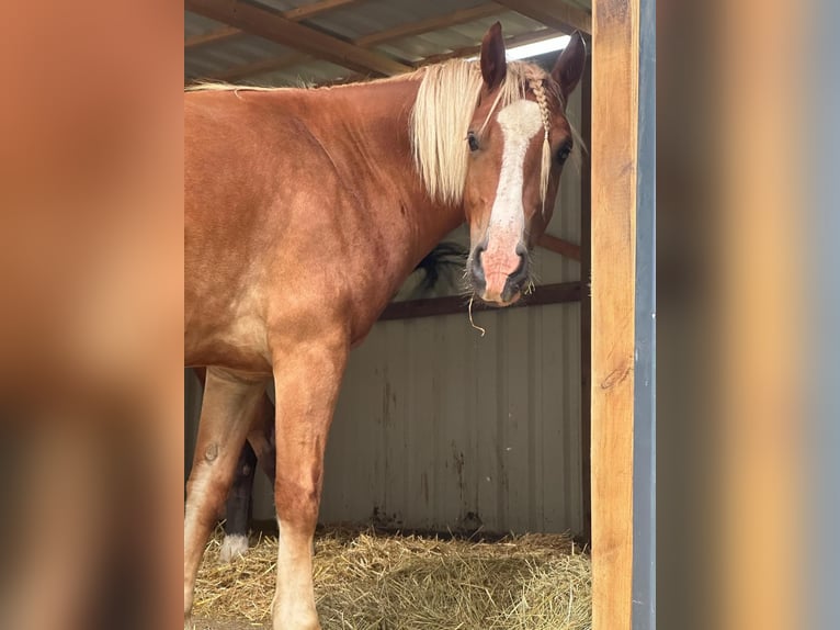 Kuc walijski sekcji C Klacz 3 lat 142 cm Kasztanowata in Hüttenberg