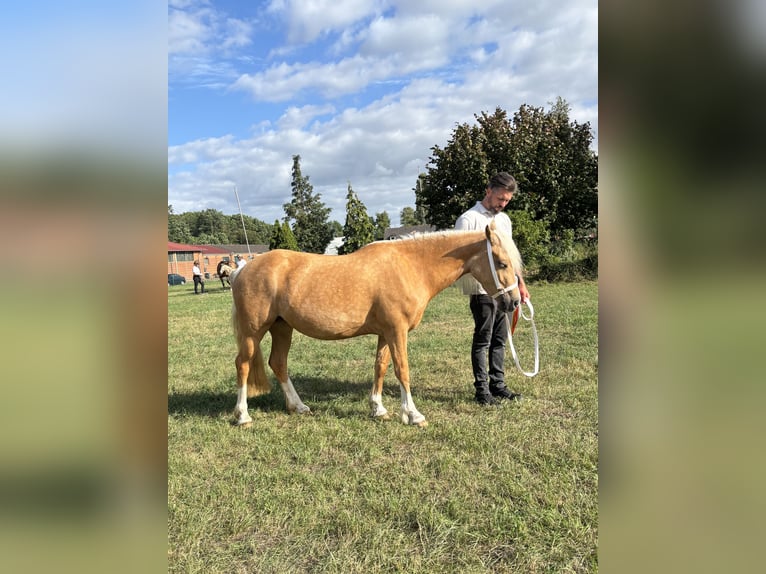 Kuc walijski sekcji C Klacz 4 lat 131 cm Izabelowata in Kirchwalsede