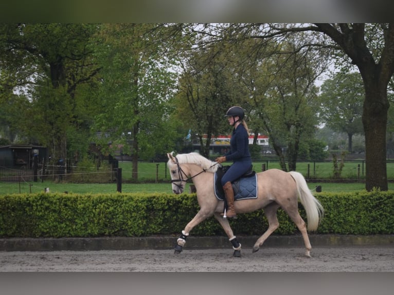 Kuc walijski sekcji C Klacz 4 lat 131 cm Izabelowata in Lunteren