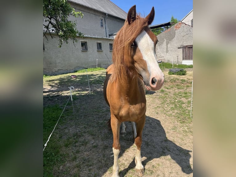 Kuc walijski sekcji C Klacz 4 lat 135 cm Kasztanowata in Langenwetzendorf