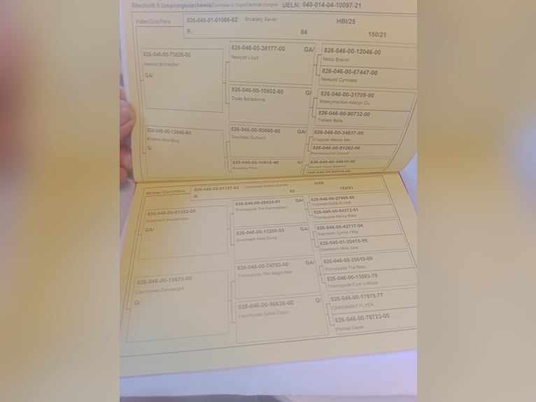 Kuc walijski sekcji C Klacz 4 lat 137 cm Gniada in Atzesberg