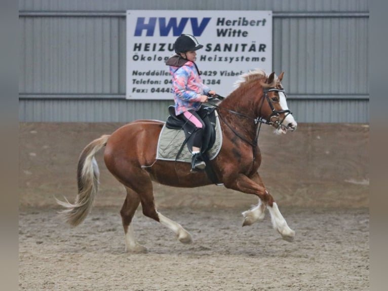 Kuc walijski sekcji C Klacz 4 lat 140 cm Kasztanowata in Wildeshausen