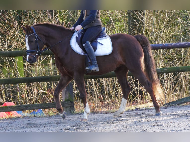 Kuc walijski sekcji C Klacz 4 lat 145 cm Ciemnokasztanowata in Dorsten