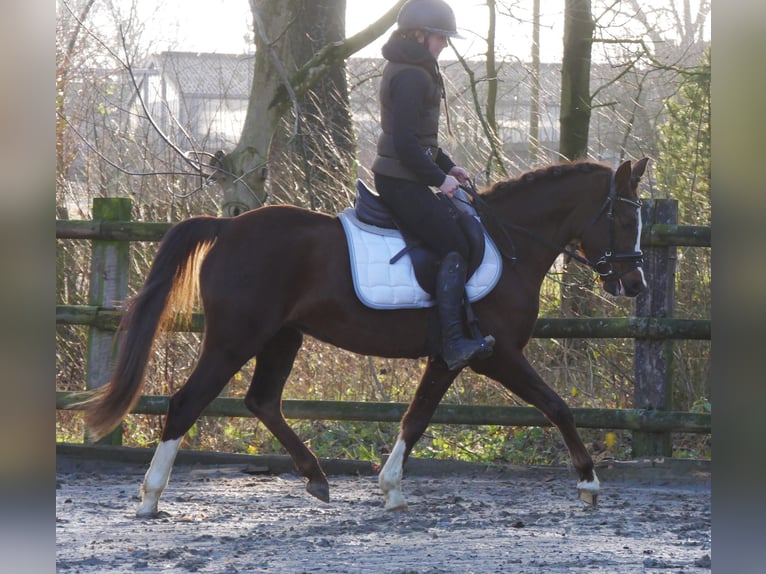 Kuc walijski sekcji C Klacz 4 lat 145 cm Ciemnokasztanowata in Dorsten