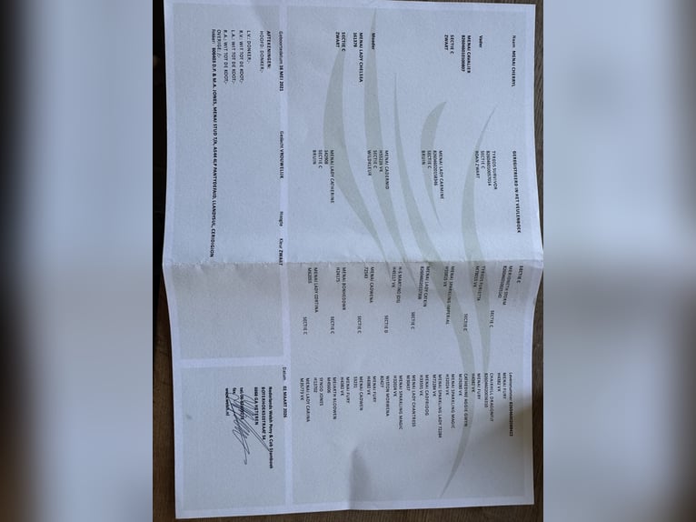 Kuc walijski sekcji C Klacz 5 lat 137 cm Kara in Aalten