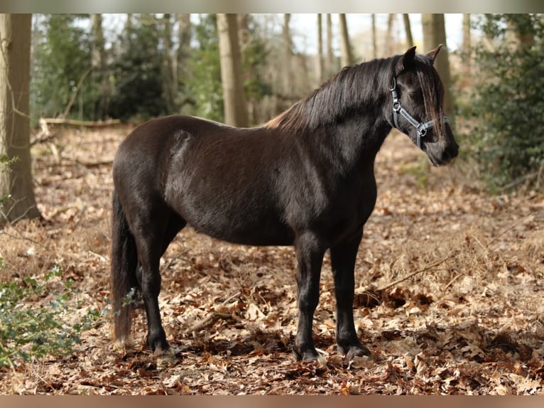 Kuc walijski sekcji C Klacz 5 lat 137 cm Kara in Aalten