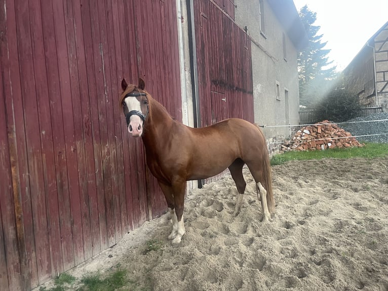 Kuc walijski sekcji C Klacz 5 lat 138 cm Kasztanowata in HainLangenwetzendorf