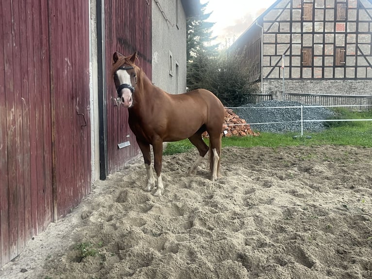 Kuc walijski sekcji C Klacz 5 lat 138 cm Kasztanowata in HainLangenwetzendorf