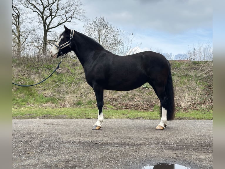Kuc walijski sekcji C Klacz 5 lat 144 cm Kara in Verl