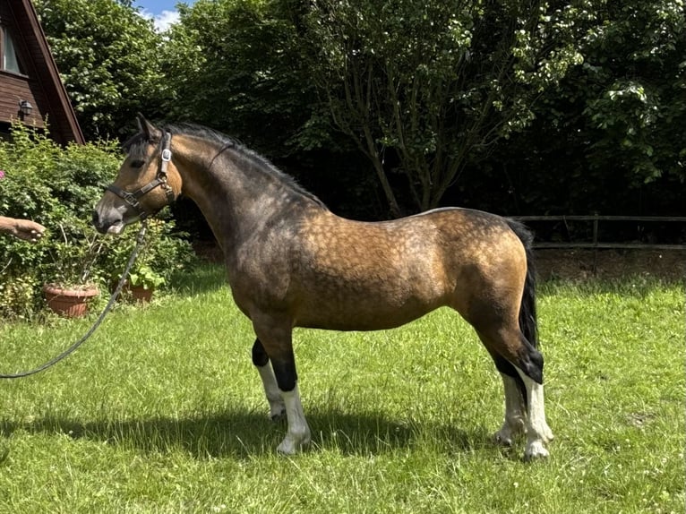 Kuc walijski sekcji C Klacz 5 lat 146 cm Jelenia in Kokanin