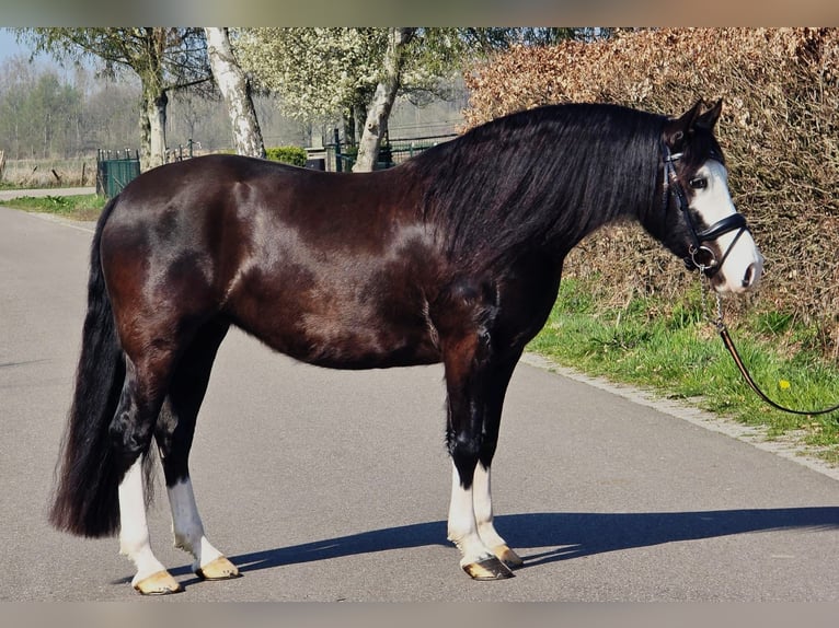 Kuc walijski sekcji C Klacz 5 lat 146 cm Kara in Someren