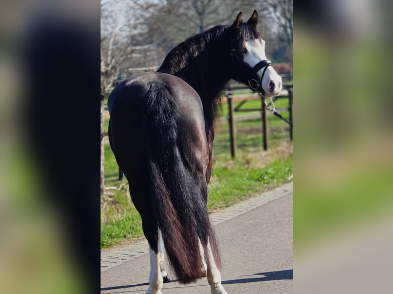 Kuc walijski sekcji C Klacz 5 lat 146 cm Kara in Someren